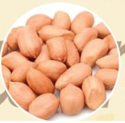 SPANISH (ROUND TYPE) PEANUT KERNELS